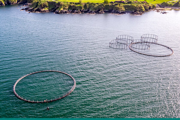 Fishing nets at sea